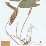 Pariana gracilis Hoja