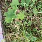 Alchemilla glabra Blad