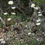 Leucanthemum pallens Flor