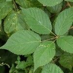 Rubus sulcatus Φύλλο