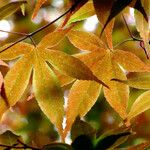 Acer palmatum Blatt