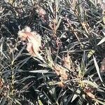 Nerium oleander Плод