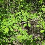 Ulmus carpinifolia Plante entière