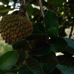 Annona crassiflora Плод