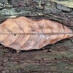 Coelocaryon preussii Hoja