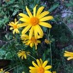 Euryops chrysanthemoides Floro