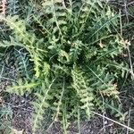 Lactuca perennis Leaf