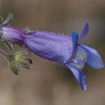 Penstemon laetus Flor