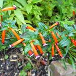 Cuphea ignea Blüte