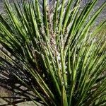 Dasylirion leiophyllum Yaprak