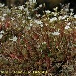 Sedum monregalense Habitat