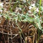 Thymus vulgaris Leaf