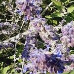 Salvia yangii Flower