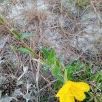 Oenothera stricta Frunză