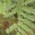 Cyathea arborea Hoja