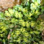 Chrysosplenium oppositifolium Blad