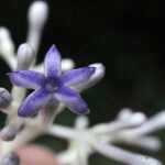 Chassalia boryana फूल