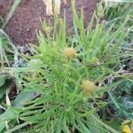 Helenium amarum List