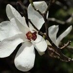 Magnolia salicifolia Blüte