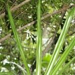 Pandanus purpurascens Hoja