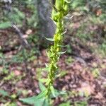 Digitalis lutea 花