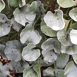 Dichondra argentea Συνήθη χαρακτηριστικά