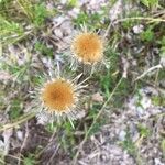 Carlina vulgarisफूल