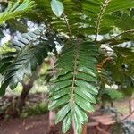 Cassia grandis पत्ता