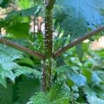 Urtica pilulifera Кора