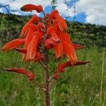 Aloe amudatensis Kvet