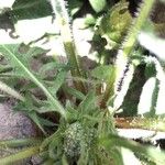 Crepis vesicaria Blomst