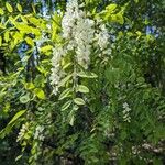 Acacia acanthaster Blomst