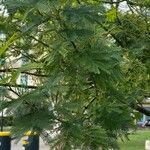 Acacia dealbata Frunză