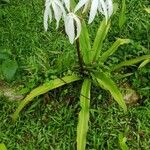 Crinum americanum Leaf