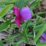 Lathyrus clymenumFlower