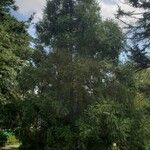 Cryptomeria japonica Хабит