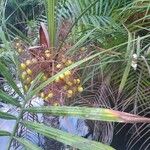 Leopoldinia pulchra Fruto