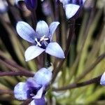 Scilla peruviana Floare