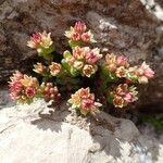 Sedum atratum Outro