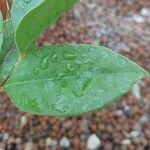 Syzygium myrtifolium Leaf