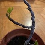 Ficus carica Fuelha