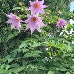 Dahlia imperialis Kukka