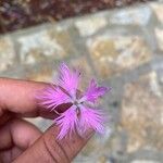 Dianthus gallicus Flower