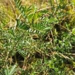 Indigofera arrecta Folha