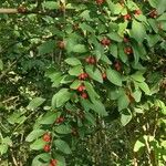 Cotoneaster multiflorus Levél