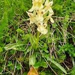 Dactylorhiza sambucina عادت داشتن