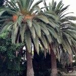 Phoenix canariensis برگ