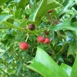 Ilex cornuta ഫലം