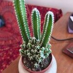 Acanthocereus tetragonus ᱥᱟᱠᱟᱢ