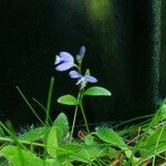 Polygala alpina Flor